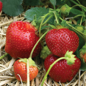 strawberries