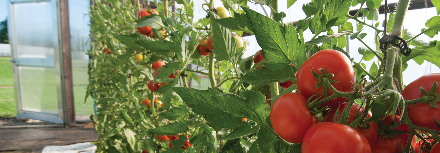 Tomatoes in a hoophouse