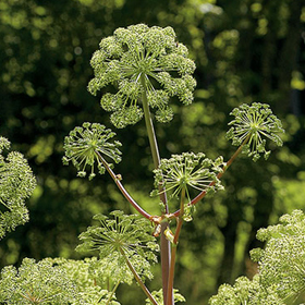 Bulk Organic Angelica Seed