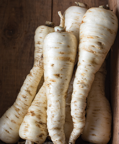 A box of parsnip roots, harvested, cleaned, and ready for storage.