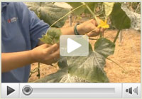 Pruning Cucumbers Pruning Cucumbers