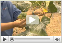 Pruning Cucumbers