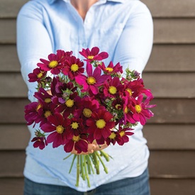 Versailles Red Cosmos Seed