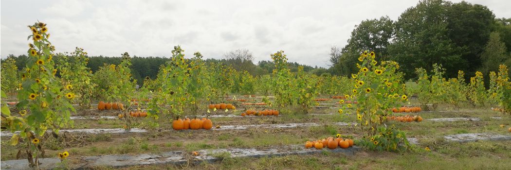 sunflowers interplanted in pumpkin field