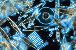 Diatoms, photographed through a microscope.