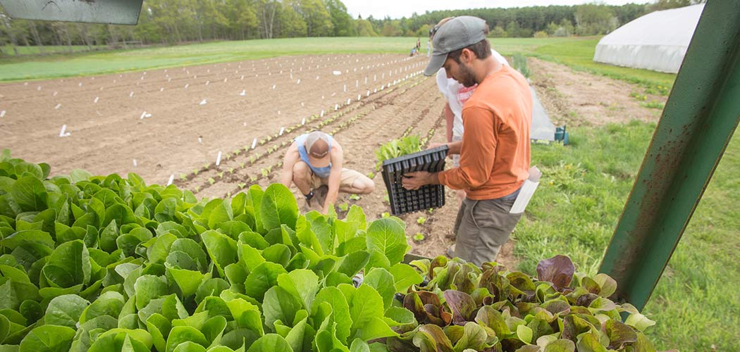 Lettuce for Every Grower • How to Choose and Grow the Best