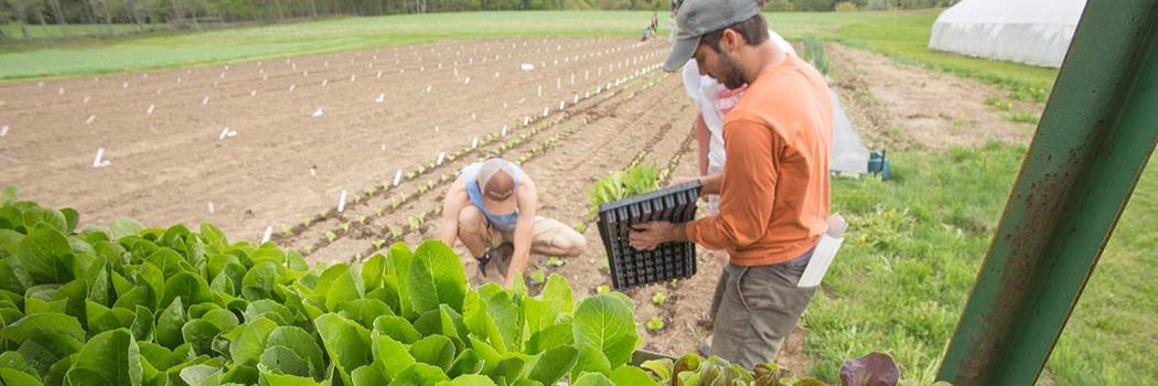 Lettuce for Every Grower • How to Choose and Grow the Best