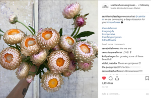 Carly Cavalier's outsized bouquet of 'Silvery Rose' strawflower.