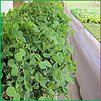 Hydroponic Pea Tendril Production