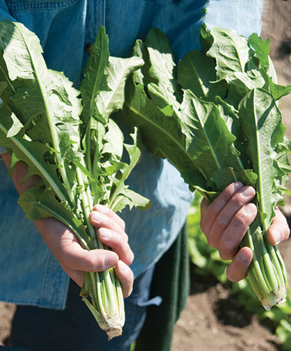 A row of full-sized Italian dandelion plants in the field, with long, slender, deeply cut leaves.