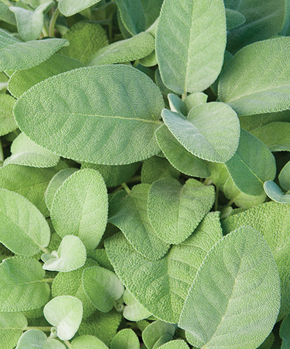Close-up of a planting of common sage, grown from vegetatively propagated organic plugs.