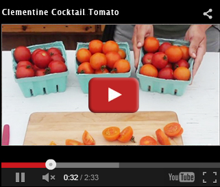 Clementine Cocktail Tomato