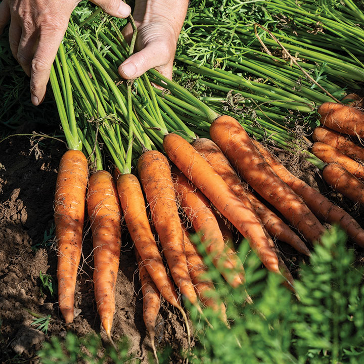 Carrot Growing Guide