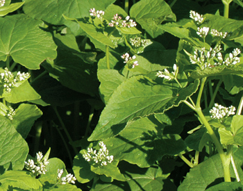 This field of buckwheat both hosts beneficial insects and trap pests such as thrips.