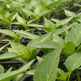How to Grow Great Pepper Seedlings