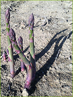Early spring asparagus