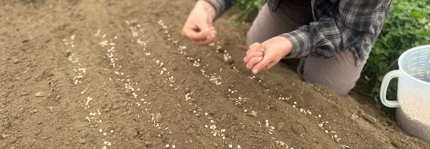 Direct seeding cover crops into a raised bed