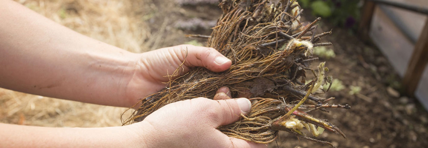 Hand holding plant roots