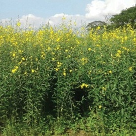 Sunn Hemp Cover Crop Seed