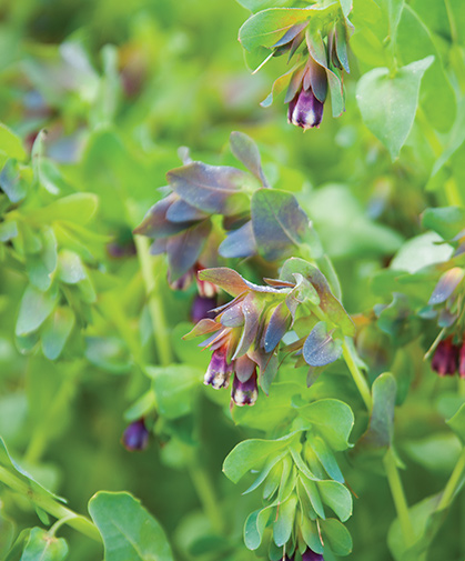 Cerinthe flowers in bloom; its tubular blossoms are commonly referred to as honeywort.