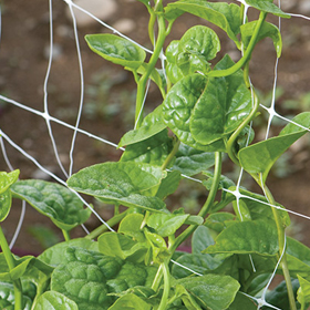 How to Grow Malabar Spinach