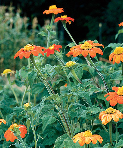 The hot-orange flowers of tithonia, also known as Mexican sunflower, brighten the summer cutting garden.