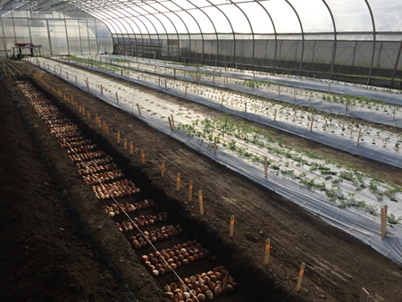 A recently planted overwinter flower trial tunnel. Photo taken Oct 24.