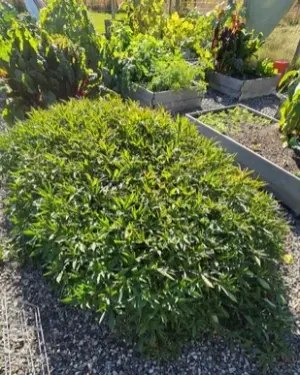 sweet potatoes in a raised bed