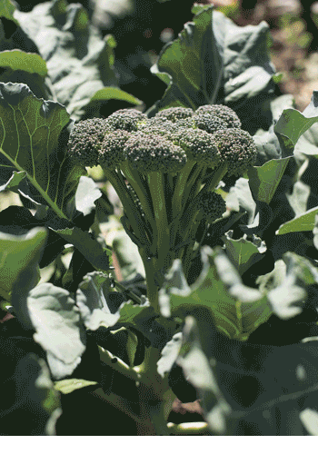 Monflor - one-cut standard broccoli