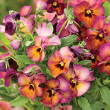 Nature™ Mulberry Shades Viola