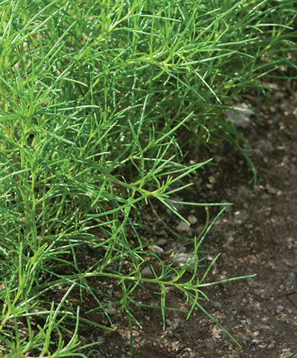 Saltwort planting, grown from seed; evergreen, needle-shaped leaves are edible, with a salty tang, excellent in salads.