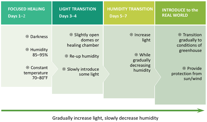 Healing Process Timeline