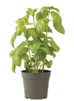 Container-grown Genovese Basil Plant