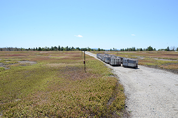 Rented honeybee hives stocked in a commercial blueberry barren in Maine