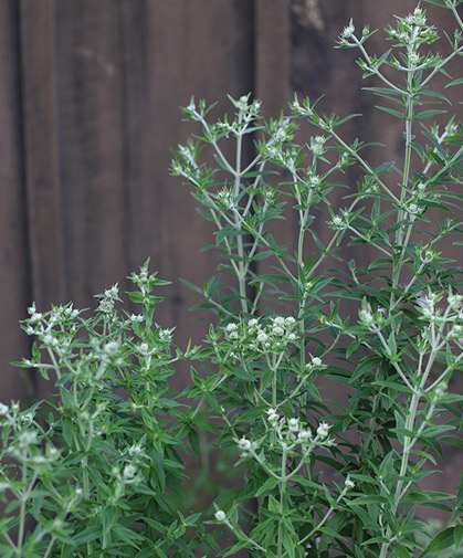 Mountain mint in bud; to propagate, sow the tiny seeds in flats; plants can be divided in spring, or take tip cuttings in early summer.