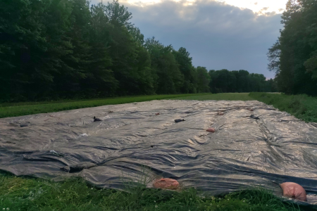 tarping to kill the cover crop