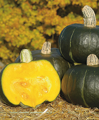 Buttercup winter squash fruits; this variety is the Johnny's-bred 'Bon Bon.'