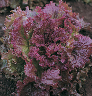 New Red Fire Lettuce