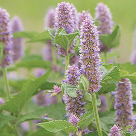 How to Grow Anise Hyssop