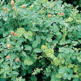 How to Grow Salad Burnet