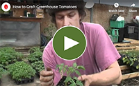 Learn to graft tomatoes