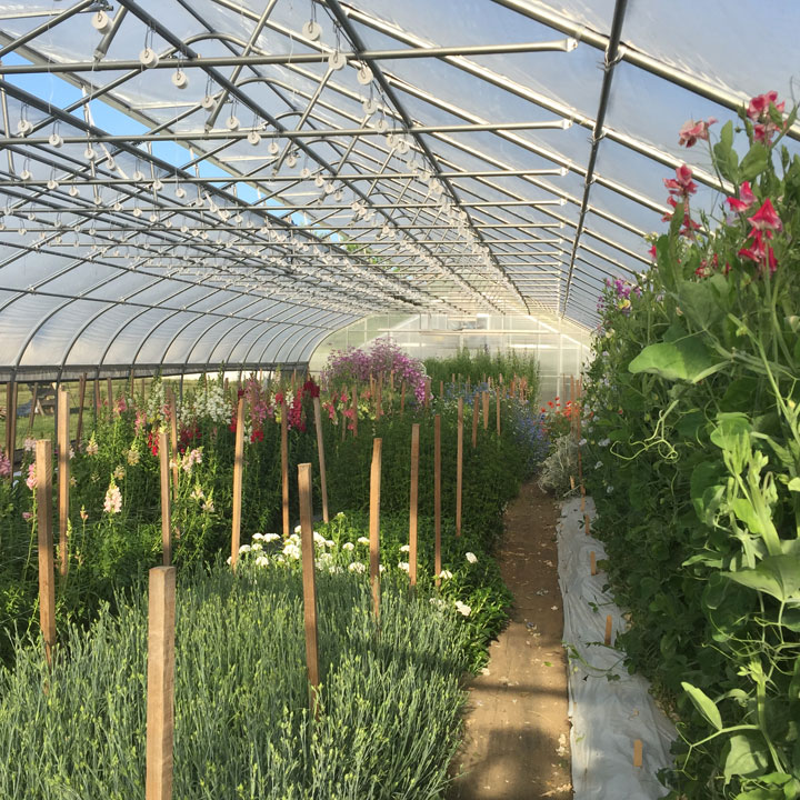 Cut-Flower Crop Rotations