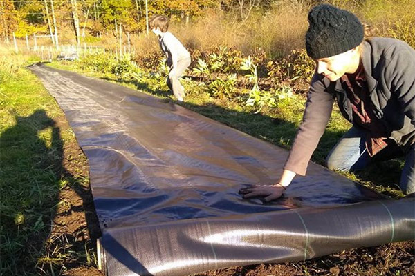 Laying landscape fabric at Stars of the Meadow