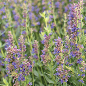 How to Grow Hyssop