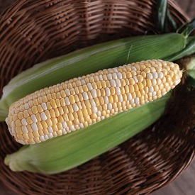 Natural Sweet Organic Corn Seed