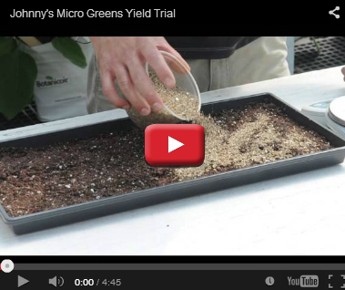 Microgreens Yield Trial