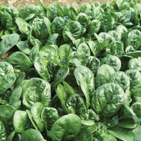 Spinach variety that is good for overwintering