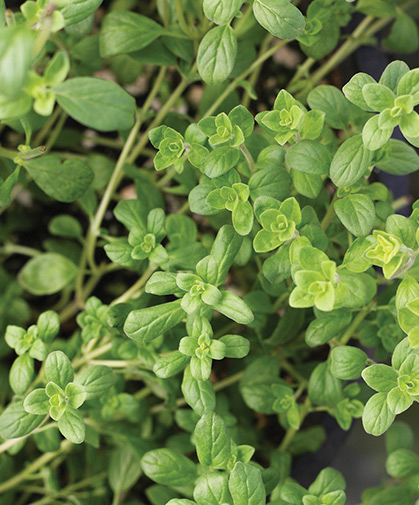 Planting of sweet marjoram, produced from vegetatively propagated organic plugs.