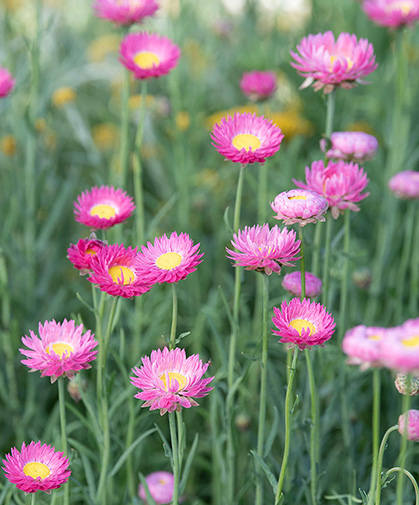 A trial planting of hot pink paper flowers (immortelle) at Johnny's Research Farm.