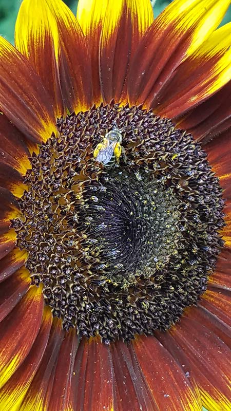 Joy de Fleur sunflower
